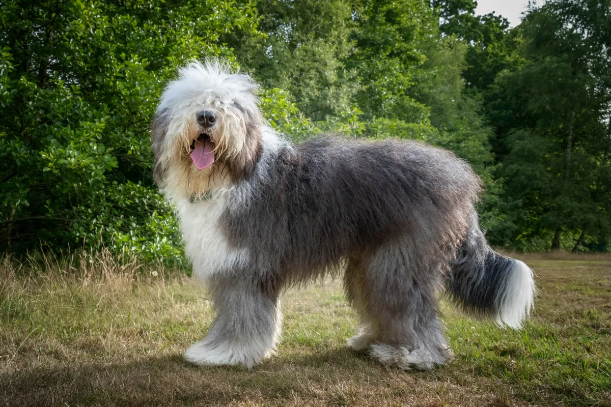 old english sheepdog standing outside