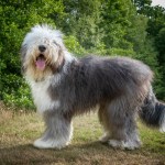 old english sheepdog standing outside