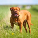 Dogue de bordeaux brown dog standing in grass field