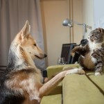 dog bullying cat