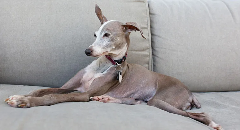 Italian greyhound