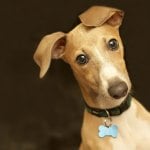 Italian greyhound