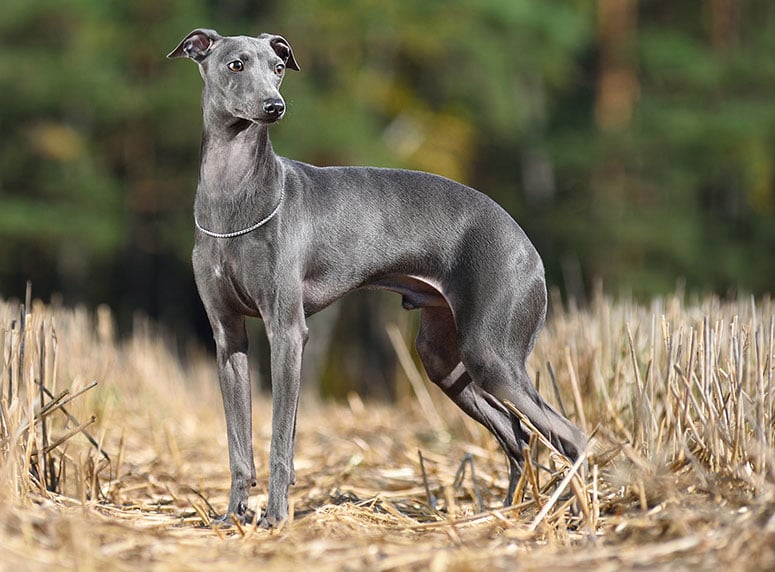 Italian greyhound