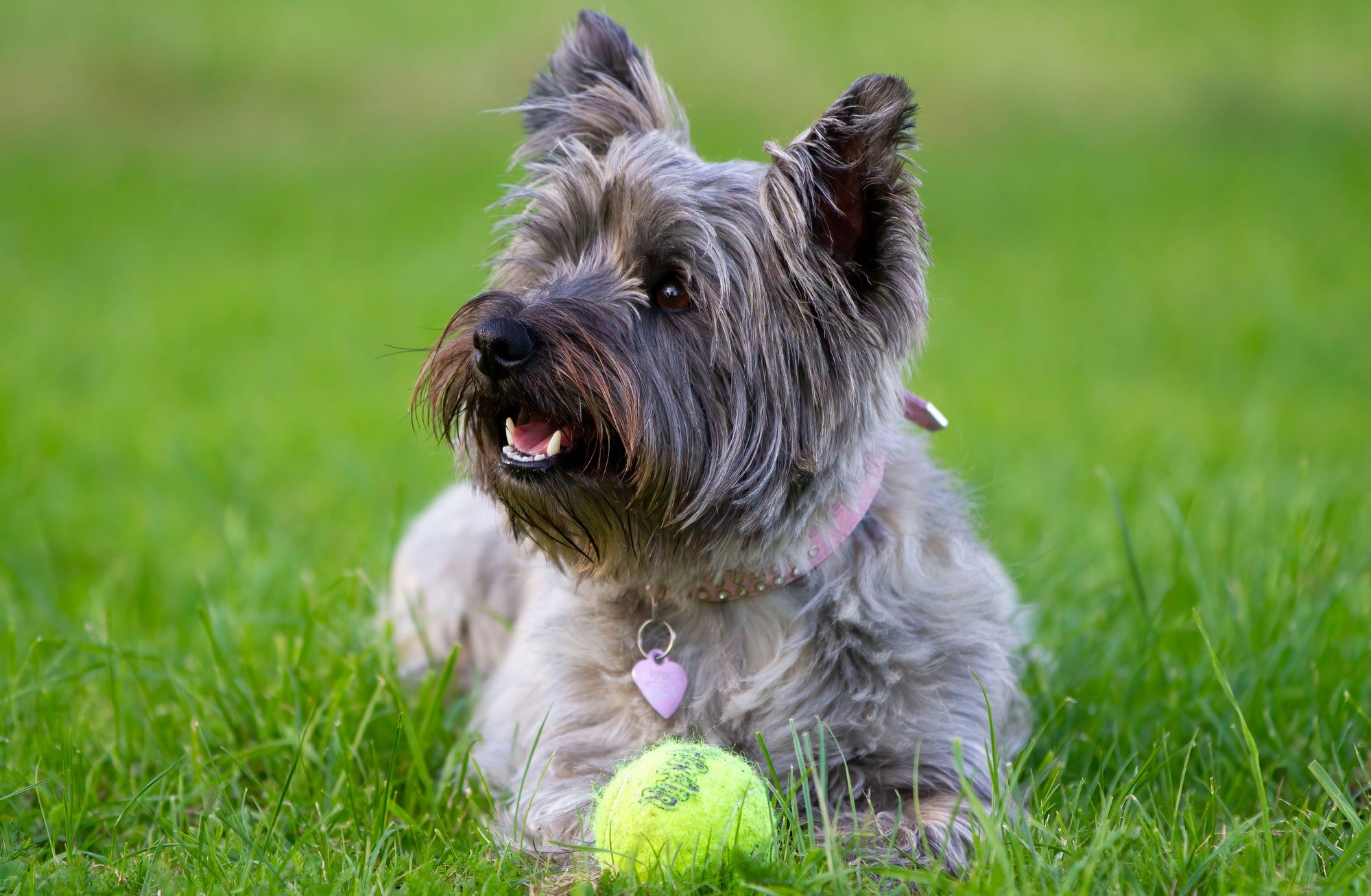 Cairn Terrier Breed Guide and Insurance Plan Healthy Paws Pet Insurance