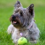 Cairn terrier with ball