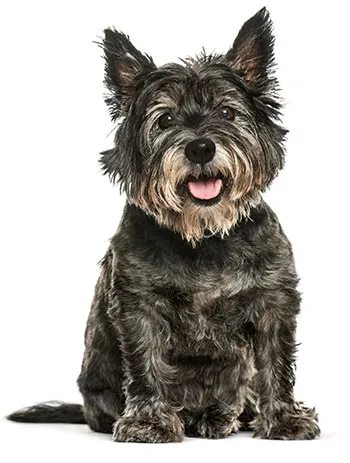 Cairn terrier black