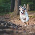 A dog running through the woods