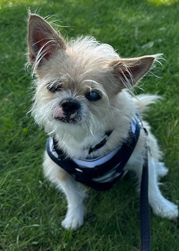 Riley, a shih tzu/Chihuahua mix 