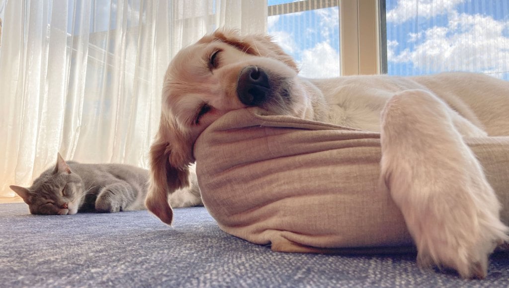 Dog sleeping with cat