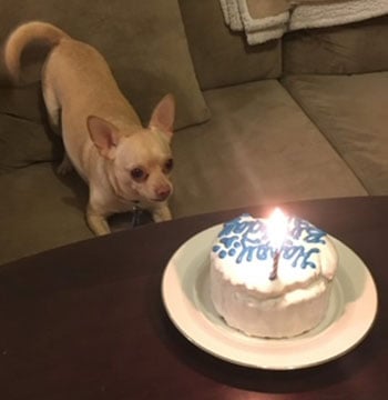 Chihuahua with cake