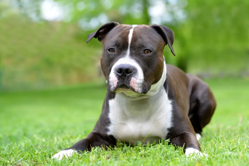 black and white amstaff dog