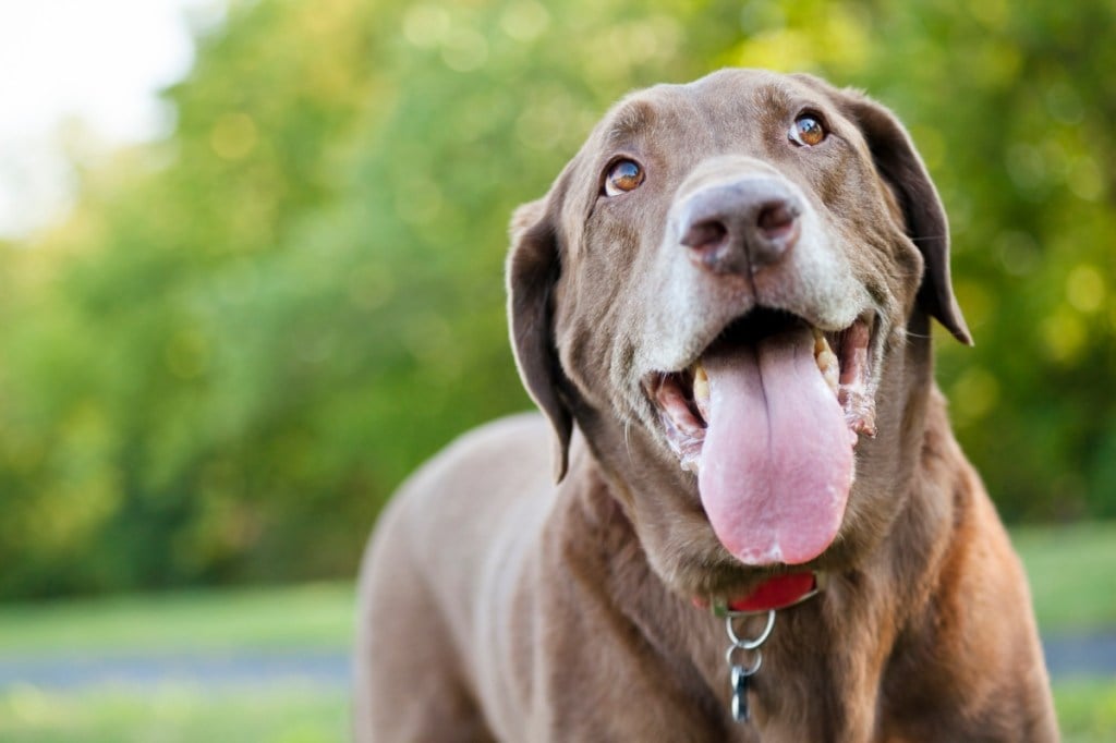 brown dog outside panting