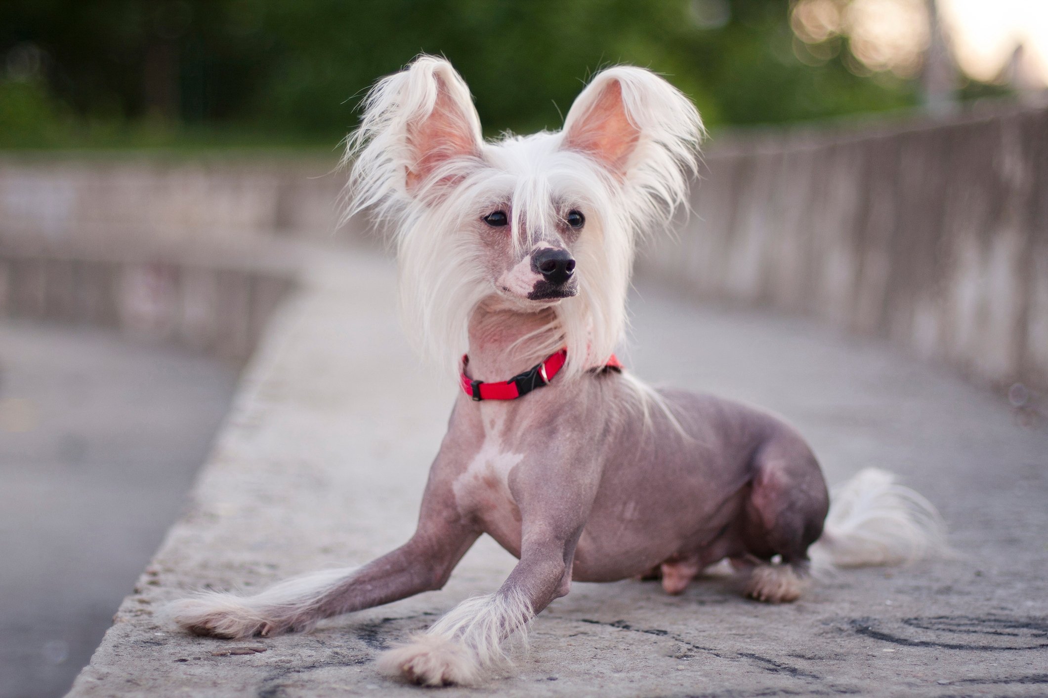 chinese crested dog lying on sidewalk