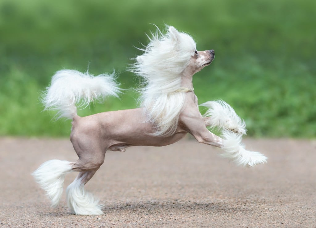 chinese crested dog prancing outside