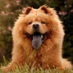 Chow chow outside