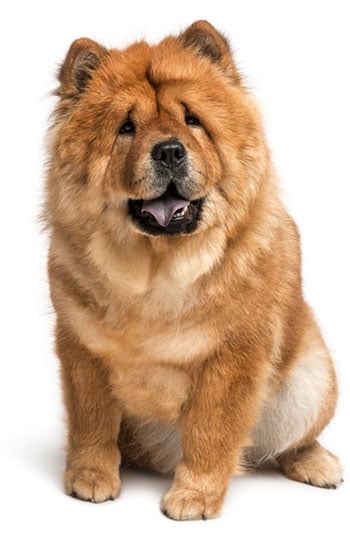 Chow chow 