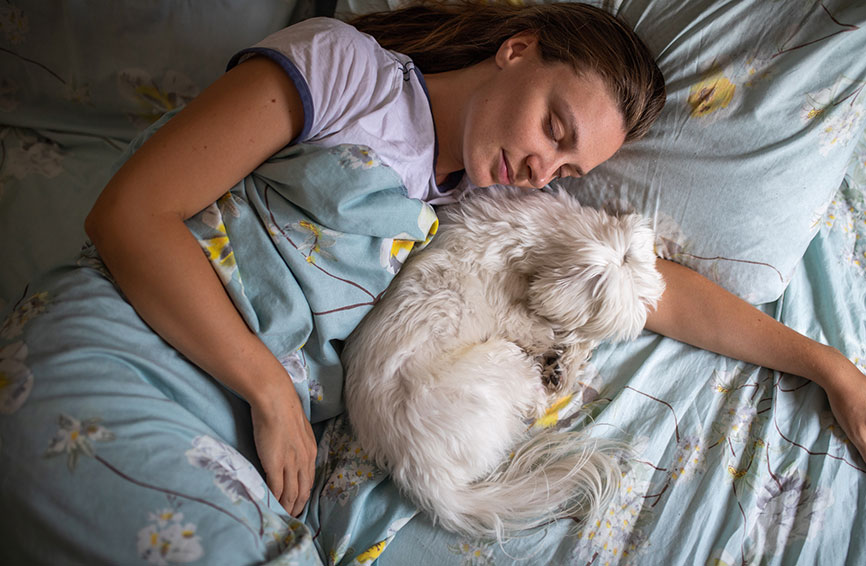 Should I Let My Dog Sleep With Me Healthy Paws Pet Insurance