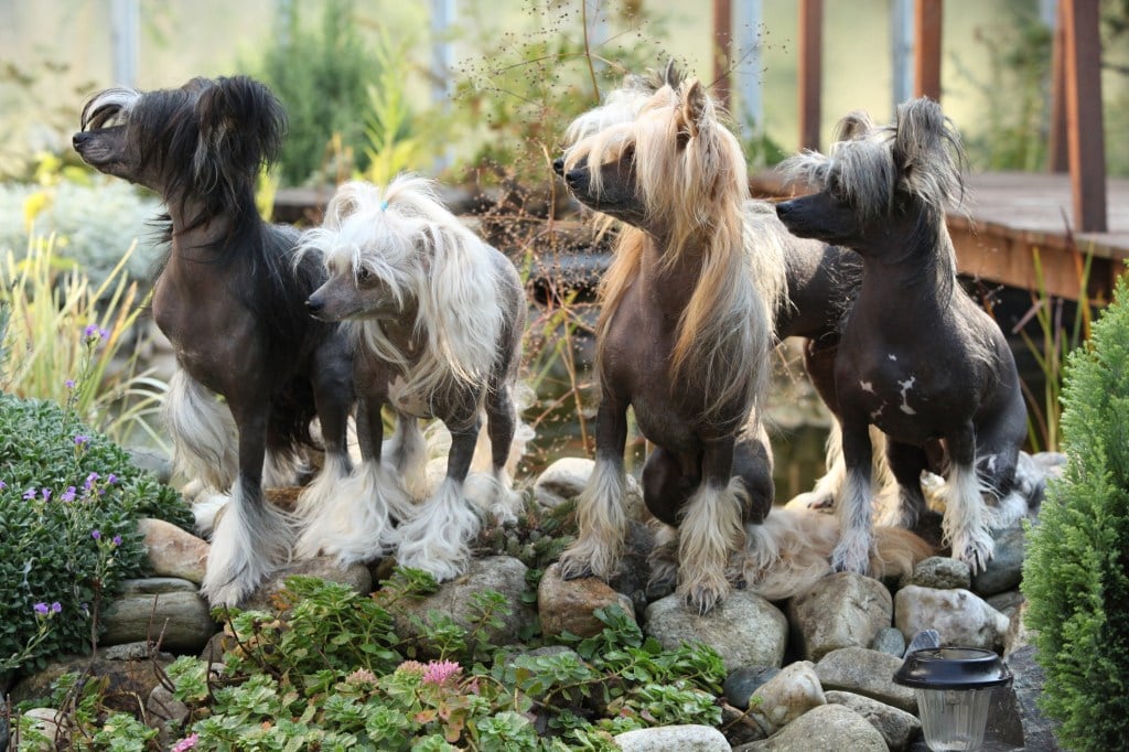 four chinese crested dogs sitting outside