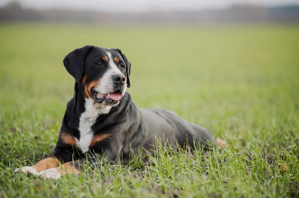 big beautiful Greater Swiss Mountain Dog lying in grass