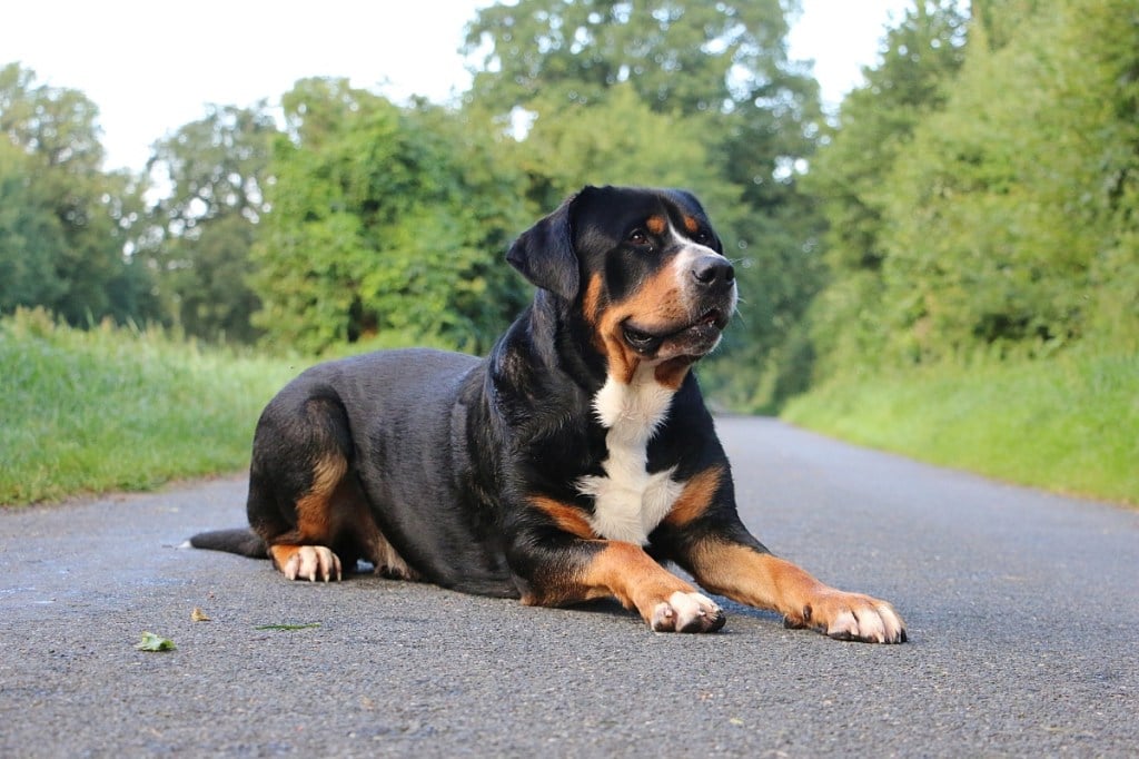 greater swiss mountain dog