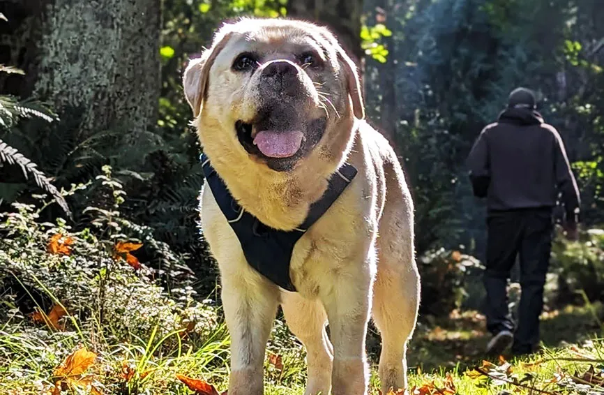 Hudson, a yellow lab