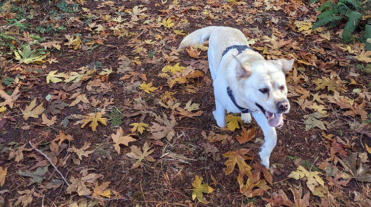 Dog running i n the woods