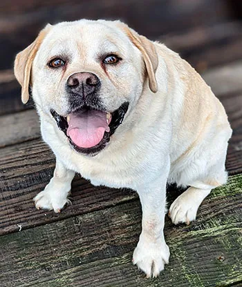 Hudson, a yellow lab 