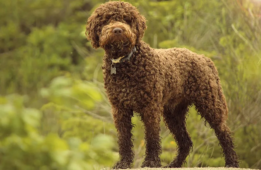 Lagotto Romangnolo