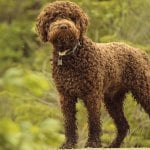 Lagotto Romangnolo