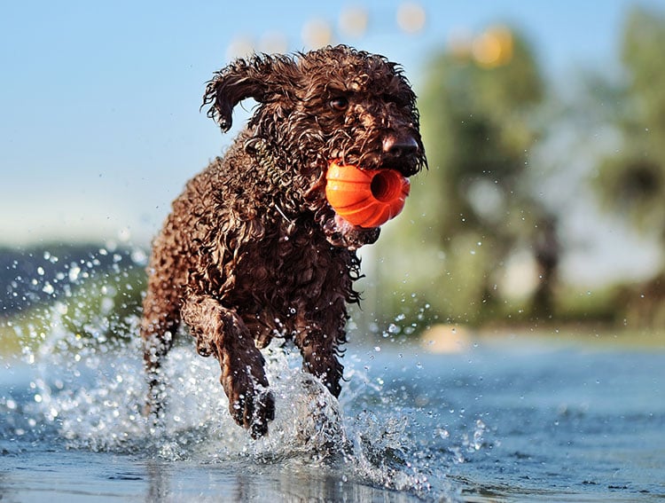 Lagotto Romangnolo swimming