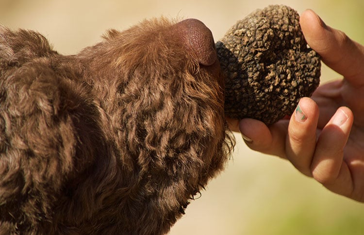 Lagotto Romangnolo with truffle