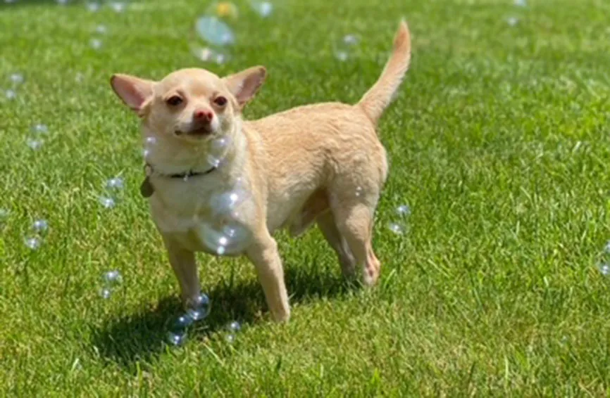 Chihuahua in grass