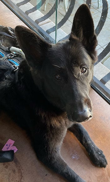 Baron, a black shepherd