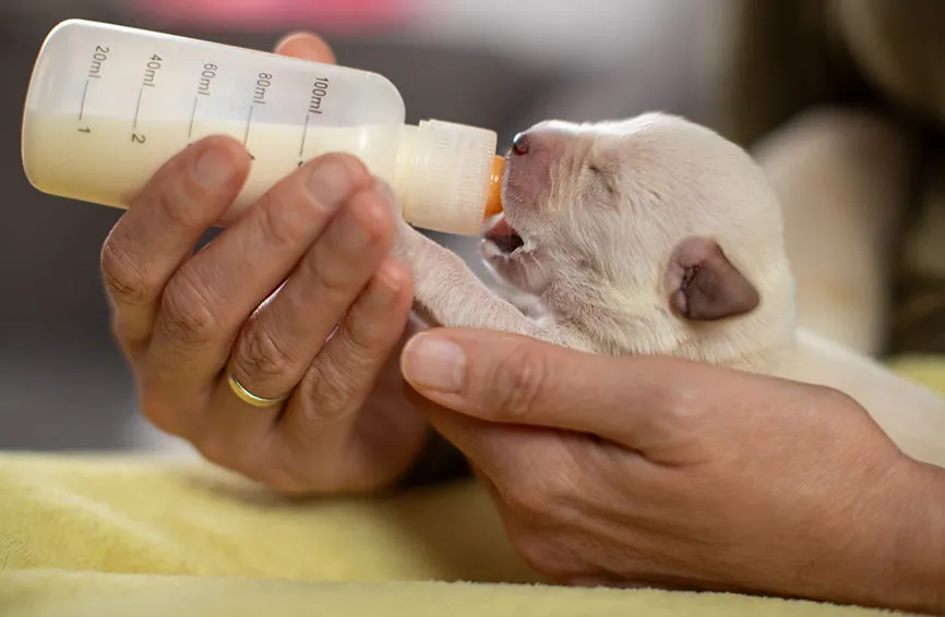 How to feed a newborn puppy hotsell