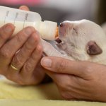 Puppy fed by a bottle