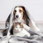 dog and cat cuddling in blanket