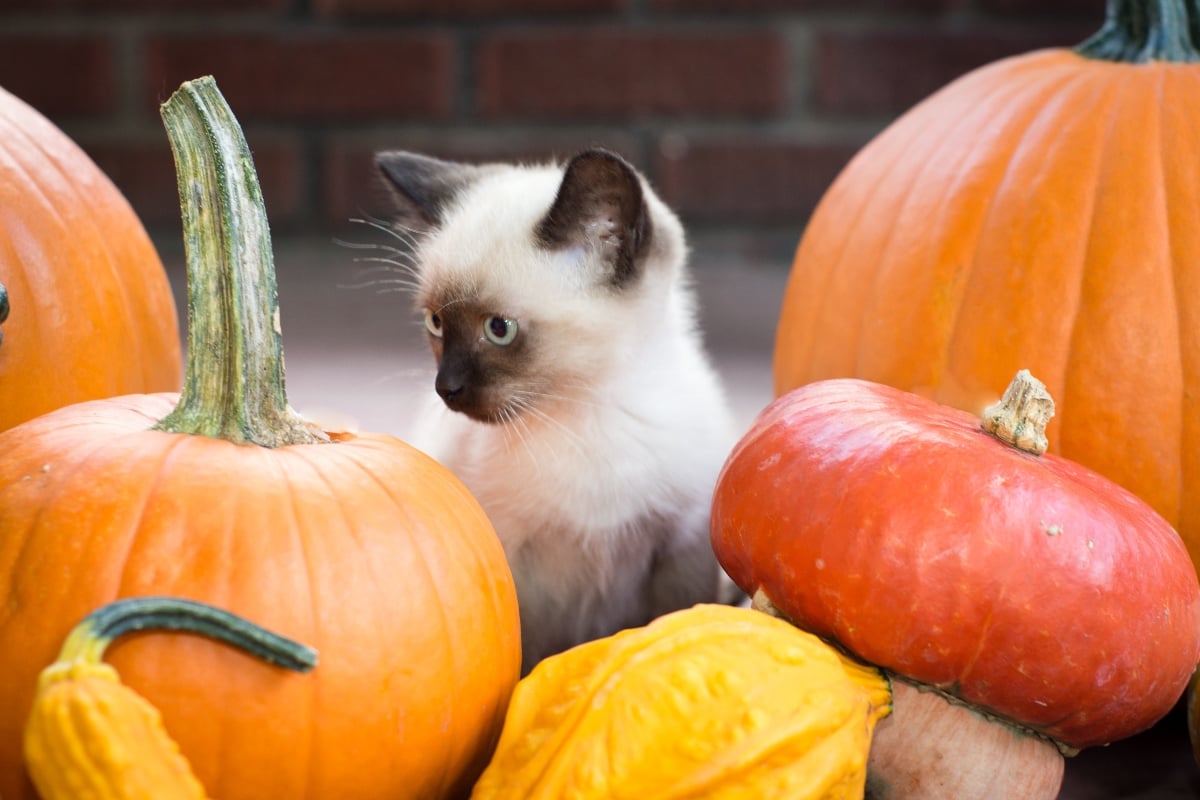 Pumpkin for kitten diarrhea best sale