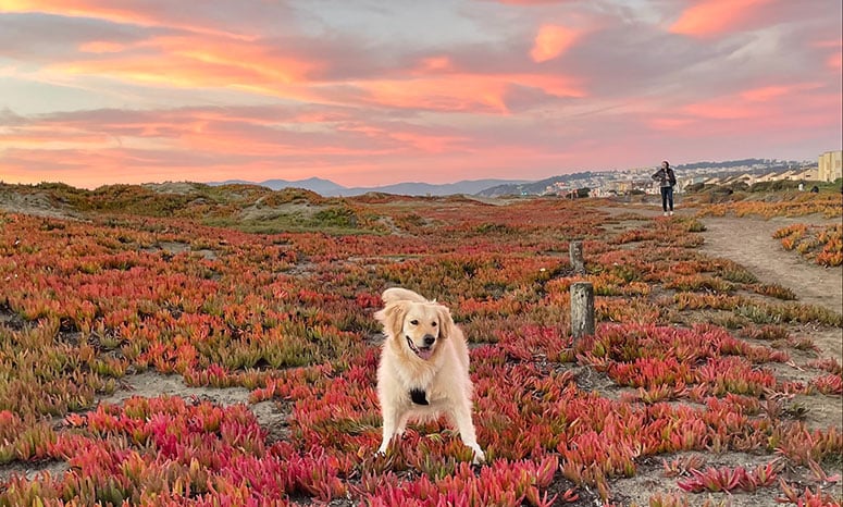 Stevie the Golden on the beach.