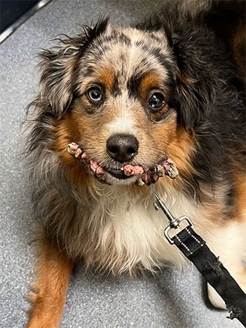 Jasper, a toy Australian shepherd.