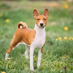 basenji dog standing in grass