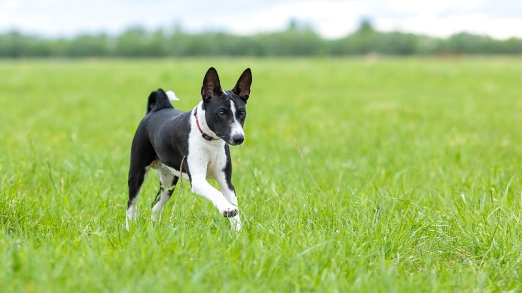 black and white basenji running