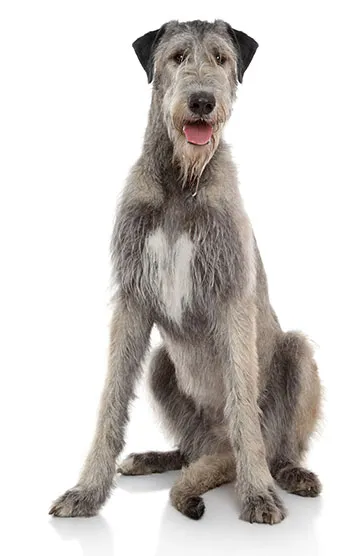 Irish wolfhound