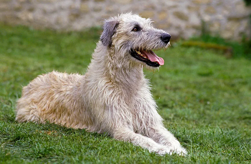 Best dog food for irish wolfhounds best sale