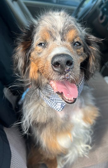 Jasper, a toy Australian shepherd.