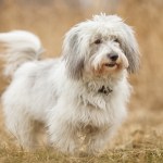 shaggy coton de tulear dog standing outside