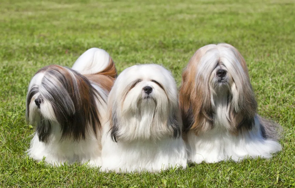 three long haired lhasa apso dogs