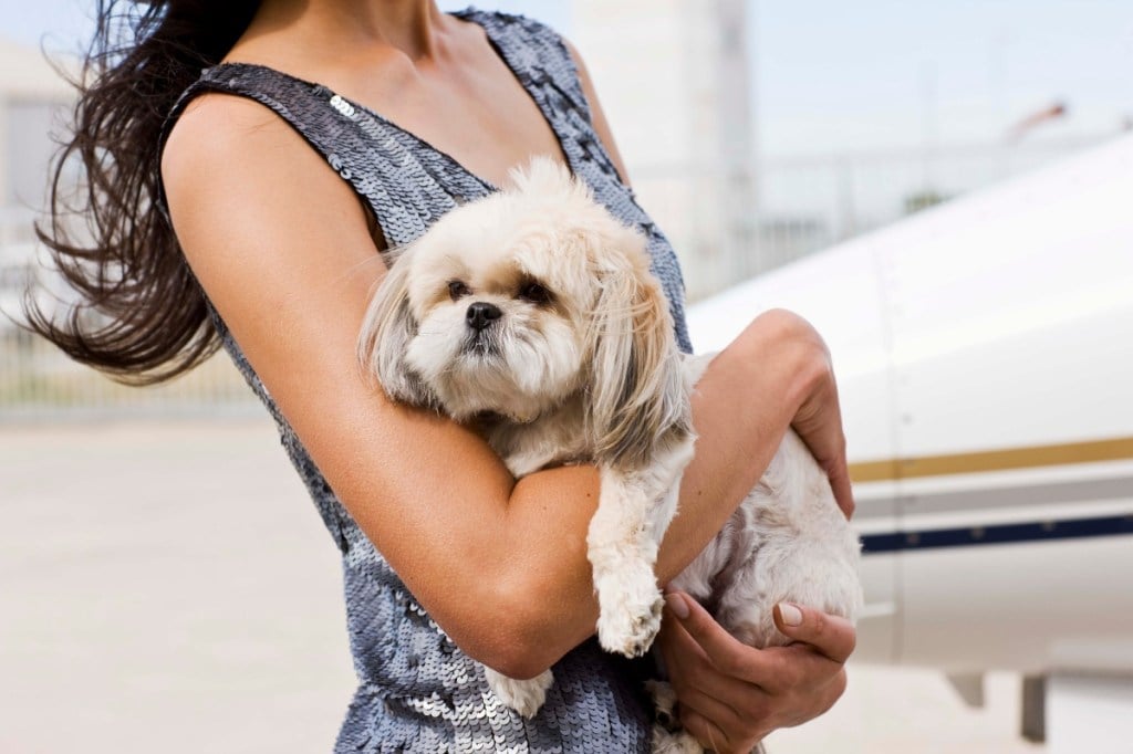 woman holding lhasa apso dog