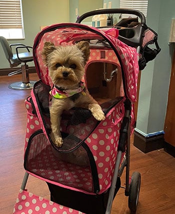 Zoey, a teacup yorkie