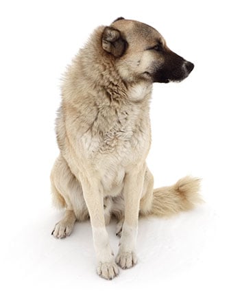 Anatolian Shepherd