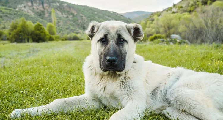 Anatolian Shepherd